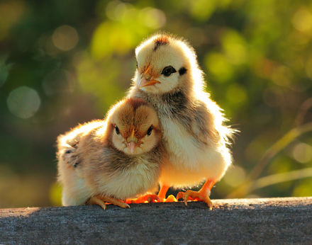 2017年属鸡、生辰五行:山下火命_2017鸡