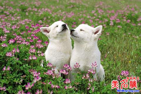 属狗的何姓男宝宝起名技巧和名字大全